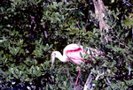 Roseate Spoonbill, In Tree, C by Audubon Florida