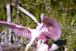 Roseate Spoonbill, In Flight, E by Audubon Florida