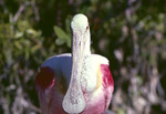 Roseate Spoonbill, Close-up, E by Audubon Florida