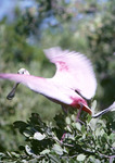 Roseate Spoonbill, In Flight, H by Audubon Florida