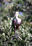 Roseate Spoonbill, In Tree, H by Audubon Florida