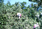 Roseate Spoonbills, In Tree, U by Audubon Florida