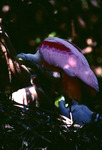 Roseate Spoonbill, In Nest, G by Audubon Florida