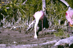 Roseate Spoonbill Cowpens Florida 3 8 74