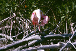 Roseate Spoonbill at Cowpens Key Florida 3 8 74