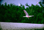 Roseate Spoonbill Flight Vingtun Isands Chambers County Texas