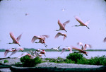 Roseate Spoonbill Flock in Flight at Vingtun Islands Chambers County Texas