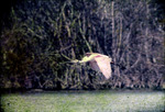 Roseate Spoonbill at Cowpens Monroe County Florida