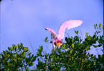 Roseate Spoonbill, At Top of Tree, S by Audubon Florida