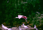 Roseate Spoonbill Flight Vingtun Isands Chambers County Texas