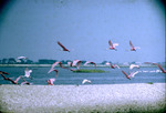 Roseate Spoonbill Flock in Flight at Vintgun Islands Chambers County Texas