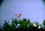 Roseate Spoonbill Alighting Vingtun Islands Chambers County Texas
