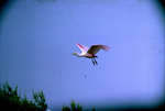 Roseate Spoonbill Flight Vingtun Island Chamber County Texas