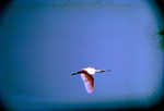 Roseate Spoonbill, In Flight at Ving-et-un Islands, Texas, F by Audubon Florida