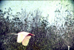 Roseate Spoonbill Flying at Cowpens Monroe County Florida Feb 1961