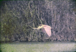 Roseate Spoonbill Flying at Cowpens Monroe County Florida Feb 1961