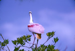Roseate Spoonbill at Cowpens Monroe County Florida Dec 11 1965