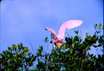 Roseate Spoonbill, At Top of Tree, AJ by Audubon Florida