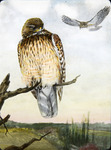 Red-shouldered Hawk Illustration