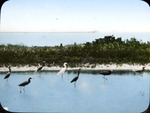 Multiple, Reddish Egret and Little Blue Heron by Audubon Florida