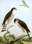 Robert Bruce Horsfall Sharp-shinned Hawk Illustration