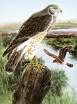 Robert Bruce Horsfall Northern Harrier Illustration