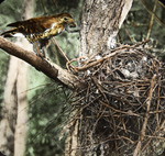 Red-shouldered Hawk Nest