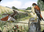 Robert Bruce Horsfall American Kestrel "Sparrowhawk" Illustration