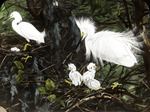 Robert Bruce Horsfall Snowy Egret Painting