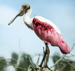 Roseate Spoonbill, In Tree, AB by Audubon Florida