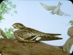 Robert Bruce Horsfall Common Nighthawk Illustration