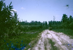 Road Through Bear Island Wood Stork Colony Collier County Florida April 1958