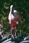 Roseate Spoonbill, Close-up, B by Audubon Florida