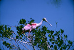 Roseate Spoonbill, At Top of Tree, U by Audubon Florida