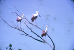 Roseate Spoonbills, In Tree, M by Audubon Florida