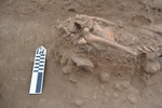 Close-up of Camelid Remains R6
