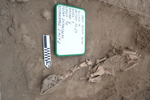 Full view of Camelid Remains R6