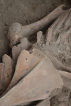 Close-up of Camelid Bones