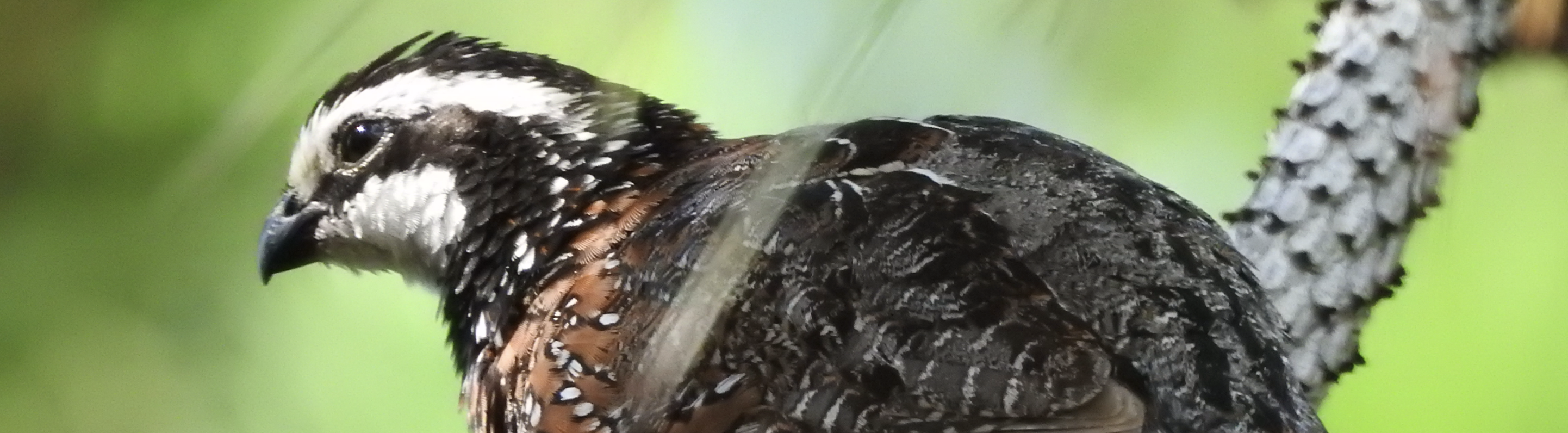 02. <em>Galliformes</em>