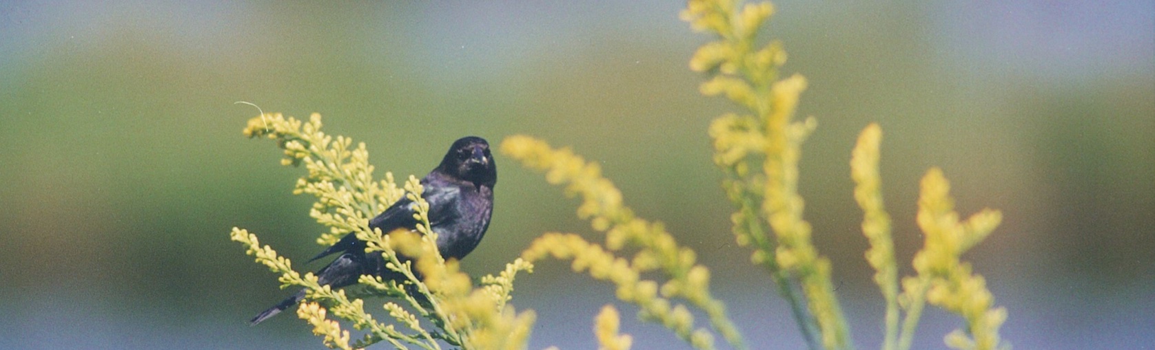 Florida Ornithological Society - Records