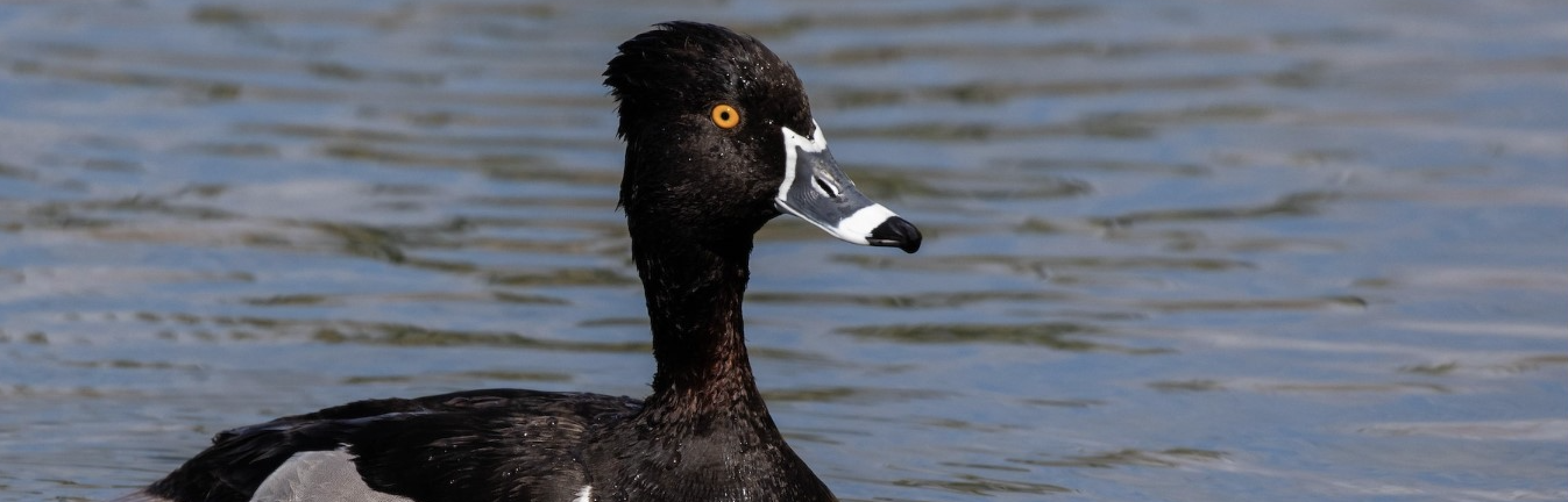 01. <i>Anseriformes</i>