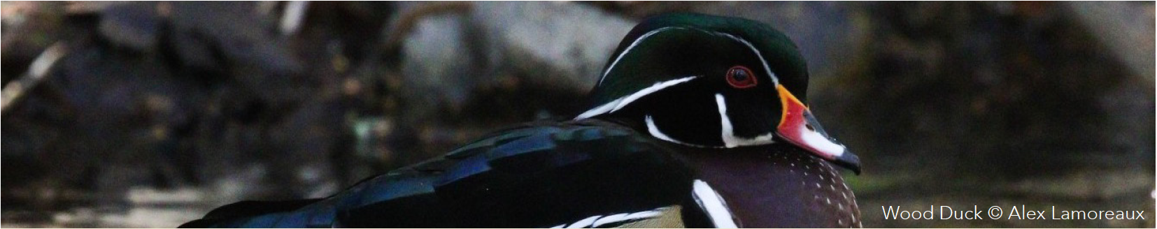 01.01. <em>Anatidae</em> - Ducks, Geese, and Waterfowl