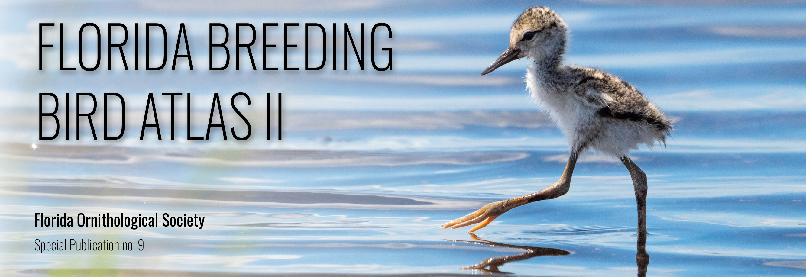 Breeding Bird Atlas II Species Accounts