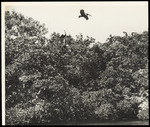 A flock of pelicans lounge atop a patch of foliage at Nina Griffith Washburn Sanctuary by Unknown