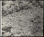 An aerial view of foliage and white birds at Nina Griffith Washburn Sanctuary on Terra Ceia Bay