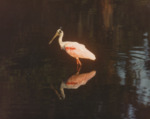 Roseate Spoonbill in Water, A by Richard T. Paul