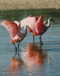 Roseate Spoonbill in Water, B by Richard T. Paul