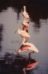 Roseate Spoonbill in Water, C by Richard T. Paul