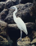 Great Egret on Rock, A by Richard T. Paul