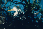 Baby Great Egrets by Richard T. Paul